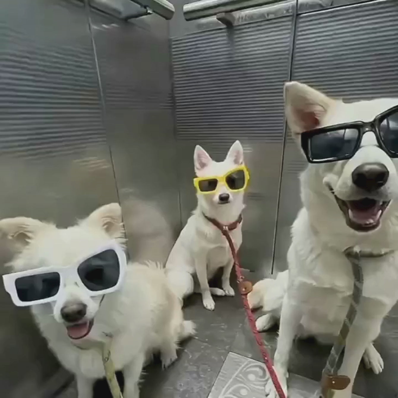 Weirdco Sunglasses
